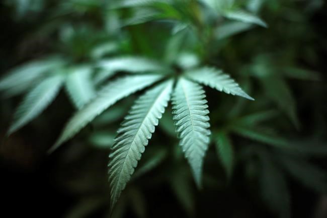 Marijuana use by US college students up, highest in 35 years | iNFOnews.ca CP1858542744