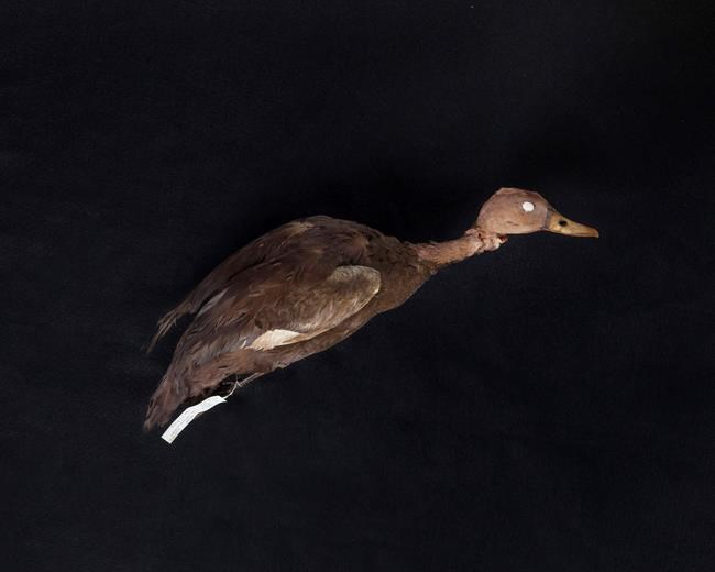 Not so cold duck? Man keeps looking for bird thought extinct | iNFOnews.ca Not so cold duck? Man keeps looking for bird thought extinct | iNFOnews.ca