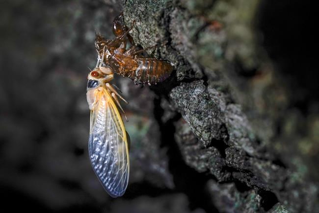 Nature at its craziest: Trillions of cicadas about to emerge | iNFOnews.ca