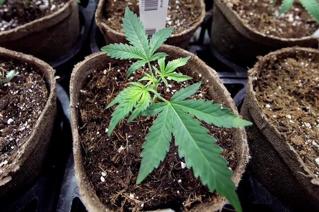 Mind-altering breast milk? New pot study poses that question | iNFOnews.ca