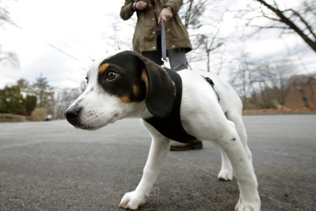 Broken bones from falls on the rise among older dog walkers | iNFOnews.ca CP36180830