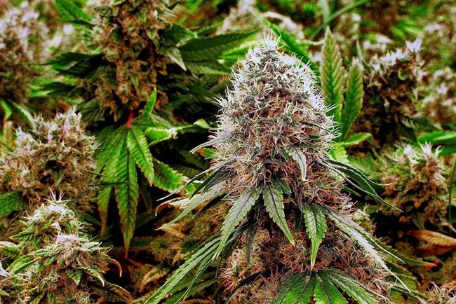 US women increasingly use pot during pregnancy, study finds | iNFOnews.ca CP452352107