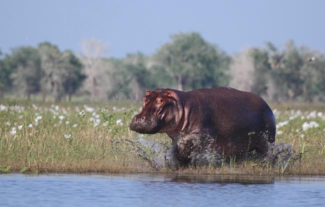 African elephant, hippo, rhino populations shrink in wartime | iNFOnews.ca CP988752074