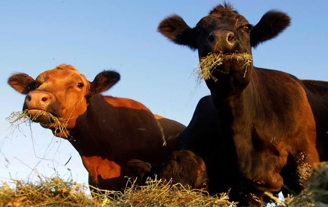 US regulators outline oversight on meat grown in lab dishes | iNFOnews.ca