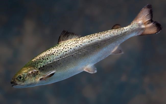 US regulators clear path for genetically modified salmon | iNFOnews.ca