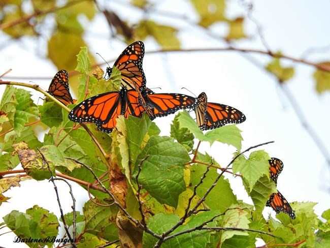 Misplaced monarchs: Clusters of butterflies stuck up north | iNFOnews.ca