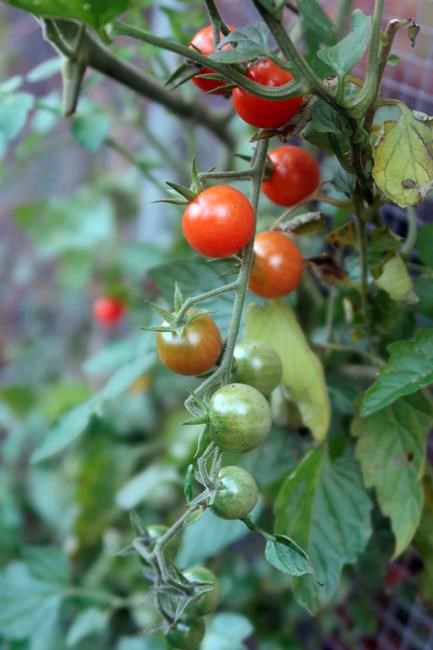 Science Says: Jack Frost nipping at your nose ever later | iNFOnews.ca