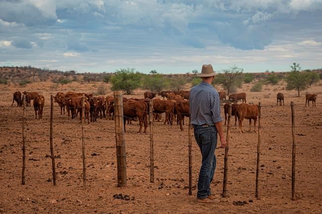 Avoiding cheetah hangouts helps ranchers protect herds | iNFOnews.ca