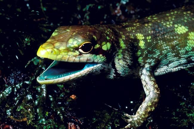 Correction: Science Says-Green-Blooded Lizard story | iNFOnews.ca Correction: Science Says-Green-Blooded Lizard story | iNFOnews.ca