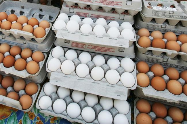 Are eggs good or bad for you? New research rekindles debate | iNFOnews.ca Are eggs good or bad for you? New research rekindles debate | iNFOnews.ca