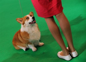 Power of puppy eyes: Dog gazes trigger bonding response in owner's brains, study says | iNFOnews.ca CP32722981