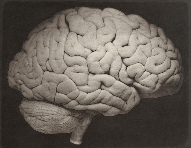 Study offers new look at why our brains evolved to be so big | iNFOnews.ca Study offers new look at why our brains evolved to be so big | iNFOnews.ca