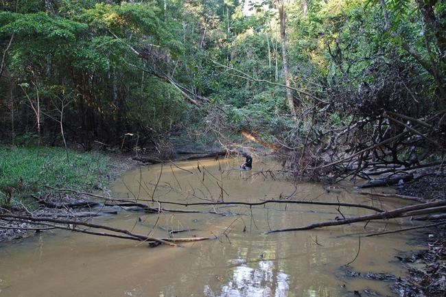 Jolting discovery: Powerful new electric eel found | iNFOnews.ca