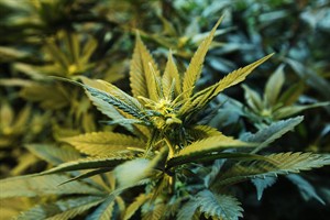 Yummy-looking medical marijuana treats may entice kids, leading to a spike in ER visits: Study | iNFOnews.ca CP23539123