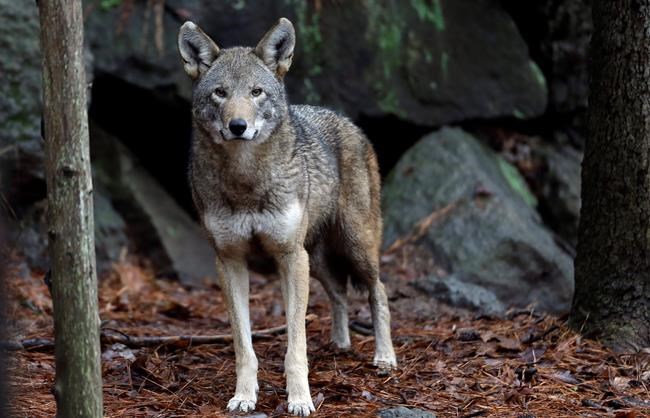 Judge blocks feds' effort to shrink red wolf territory | iNFOnews.ca
