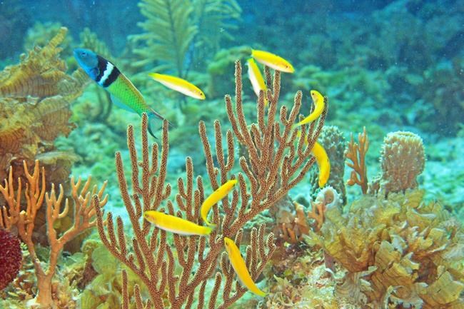 Scientists get peek into how some fish change sex as adults | iNFOnews.ca