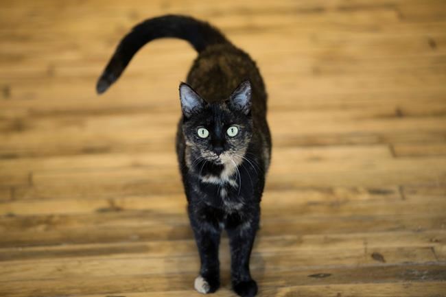 Meow hear this: Study says cats react to sound of their name | iNFOnews.ca Meow hear this: Study says cats react to sound of their name | iNFOnews.ca