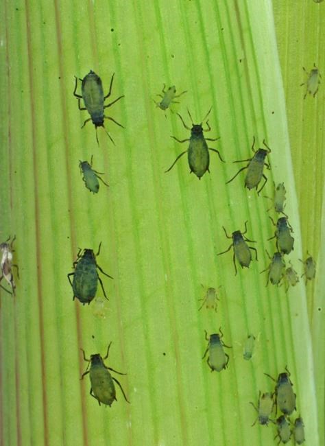 Scientists: US military program could be seen as bioweapon | iNFOnews.ca