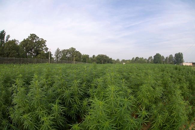 US growing largest crop of marijuana for research in 5 years | iNFOnews.ca US growing largest crop of marijuana for research in 5 years | iNFOnews.ca