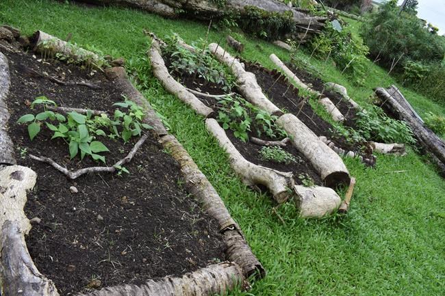 Amid pandemic, Pacific islands work to offset food shortages | iNFOnews.ca CP1553273509