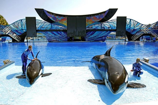 1st SeaWorld park without orcas opening in Abu Dhabi in 2022 | iNFOnews.ca