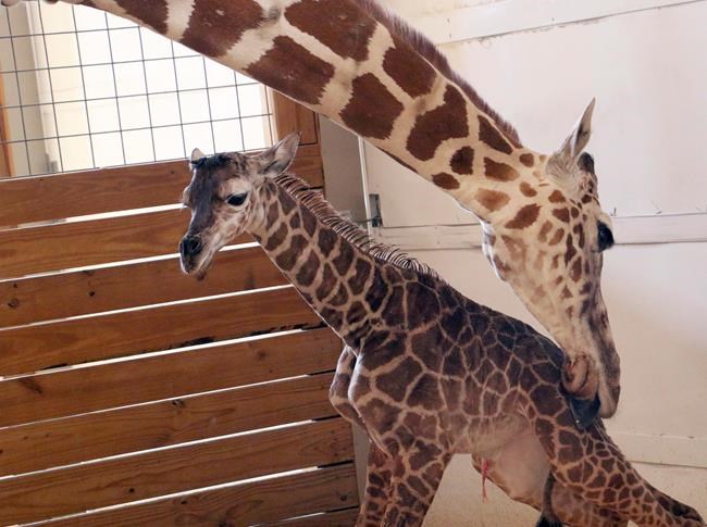 NY zoo's baby giraffe named Tajiri, Swahili for hope | iNFOnews.ca