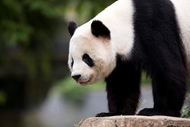 Special delivery: US-born panda cub Bao Bao bound for China | iNFOnews.ca Special delivery: US-born panda cub Bao Bao bound for China | iNFOnews.ca