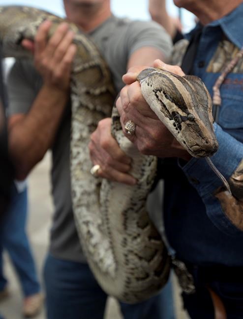Court sides with reptile keepers against giant snake ban | iNFOnews.ca