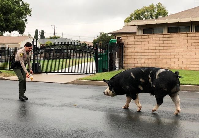 Nacho Cheese or Cool Ranch? Doritos lure rogue pig back home | iNFOnews.ca Nacho Cheese or Cool Ranch? Doritos lure rogue pig back home | iNFOnews.ca