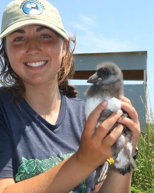 Beaked baby boomers: Record year for puffin chicks in Maine | iNFOnews.ca Beaked baby boomers: Record year for puffin chicks in Maine | iNFOnews.ca