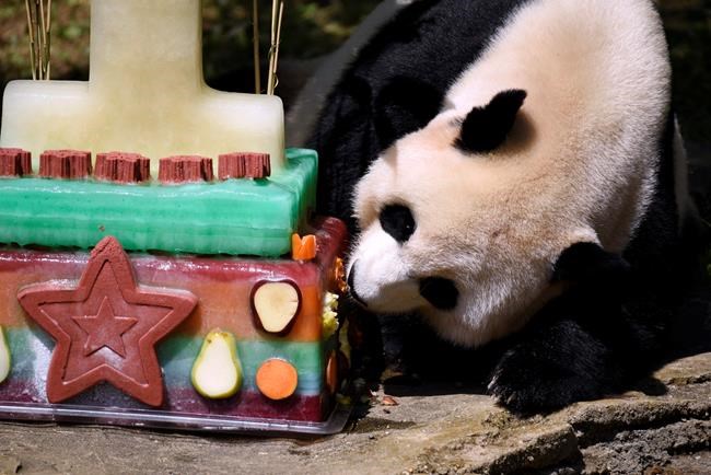 National Zoo closes panda habitat for possible pregnancy | iNFOnews.ca