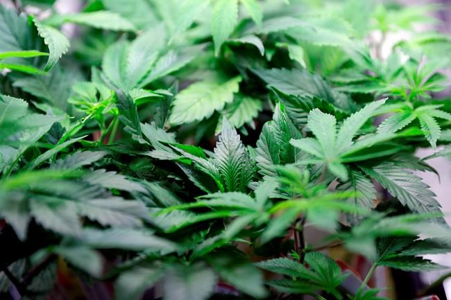 Marijuana-based drug gets positive review from US agency | iNFOnews.ca