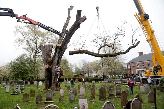 Remnants of iconic 600-year-old tree to become furniture | iNFOnews.ca