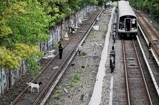 Jon Stewart helps aid goats found on New York subway tracks | iNFOnews.ca Jon Stewart helps aid goats found on New York subway tracks | iNFOnews.ca