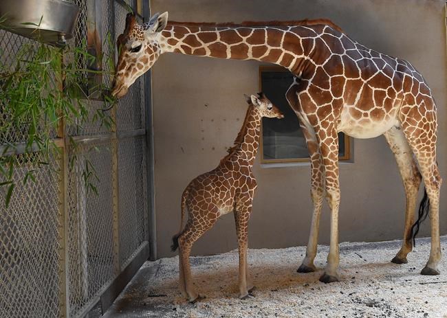 Maryland Zoo: Baby giraffe receives 2nd plasma transfusion | iNFOnews.ca CP1656478673