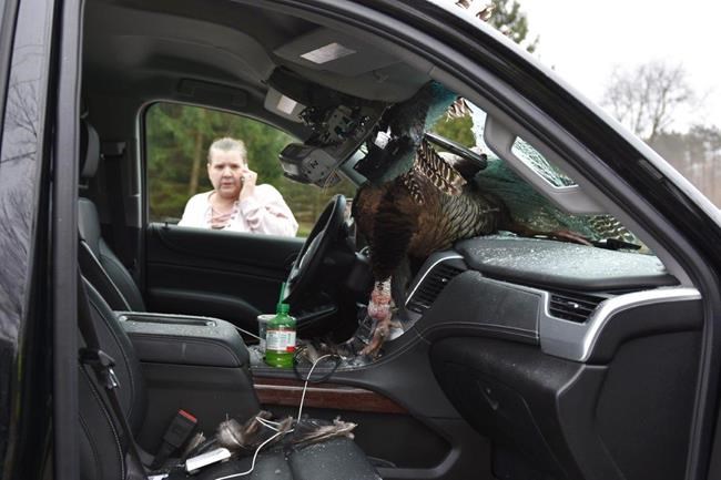 2nd turkey in 2 days flies into windshield in Indiana | iNFOnews.ca