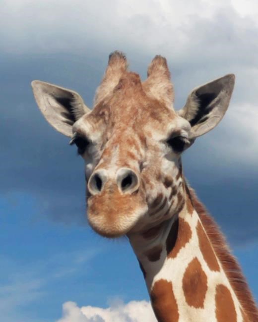 Pregnant again! April the giraffe's calf is due in March | iNFOnews.ca Pregnant again! April the giraffe's calf is due in March | iNFOnews.ca