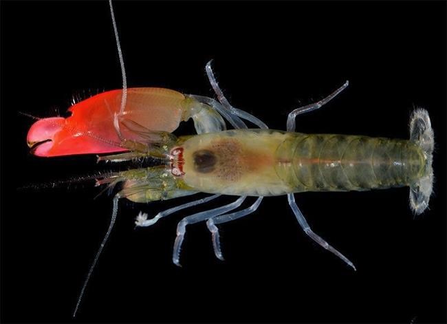 Researchers name loud shrimp after Pink Floyd | iNFOnews.ca