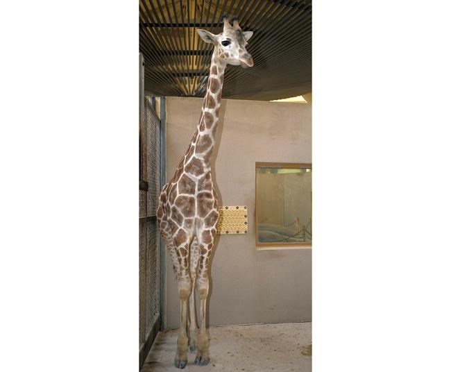2nd giraffe dies this year at Baltimore zoo: 5-year-old Juma | iNFOnews.ca 2nd giraffe dies this year at Baltimore zoo: 5-year-old Juma | iNFOnews.ca