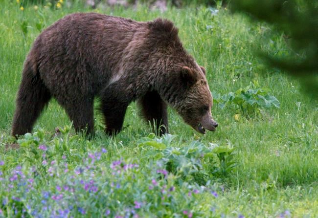 US officials to lift Yellowstone grizzly bear protections | iNFOnews.ca US officials to lift Yellowstone grizzly bear protections | iNFOnews.ca