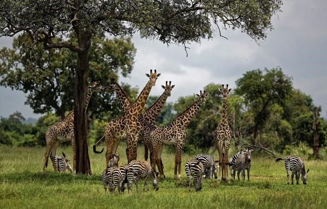 UN report: Humans accelerating extinction of other species | iNFOnews.ca