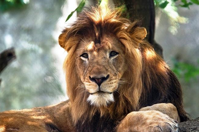 Lioness at Indianapolis Zoo kills her longtime mate | iNFOnews.ca Lioness at Indianapolis Zoo kills her longtime mate | iNFOnews.ca