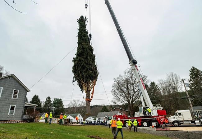 75-foot spruce to be NYC's Rockefeller Center Christmas tree | iNFOnews.ca