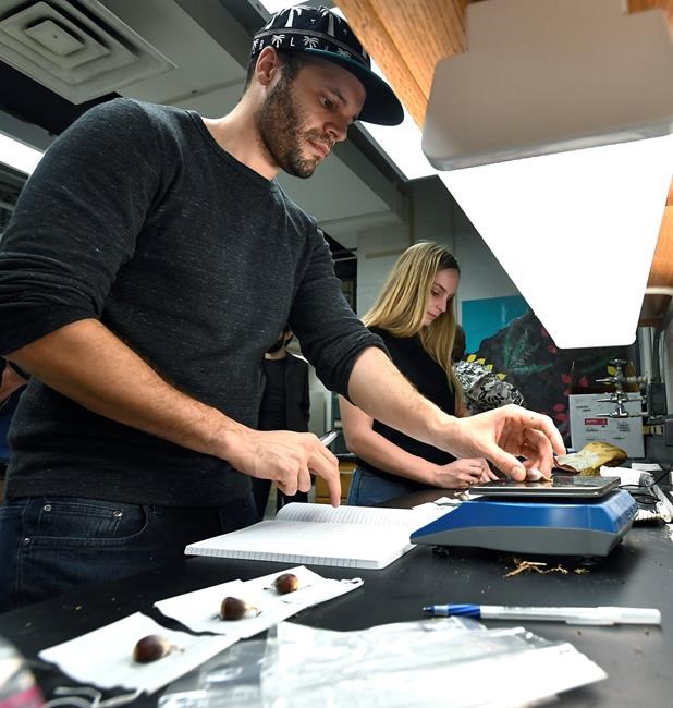 High-tech chestnuts: US to consider genetically altered tree | iNFOnews.ca