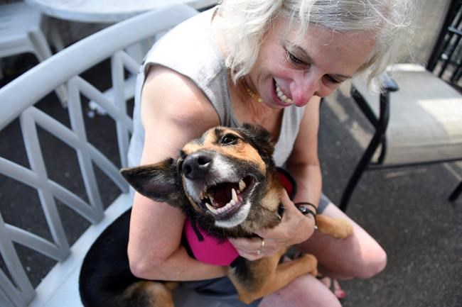 Dog that disappeared in Florida in 2016 is found in New York | iNFOnews.ca