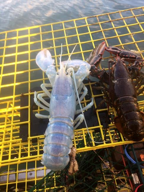 Ghostly, translucent lobster hauled from ocean off Maine | iNFOnews.ca
