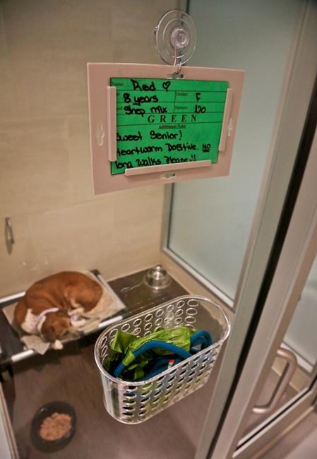 More than 200 doomed Puerto Rico dogs saved by airlift to US | iNFOnews.ca