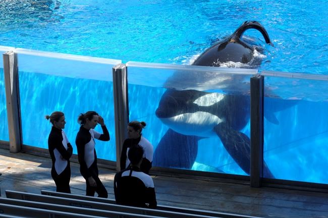 SeaWorld says it will stop paying shareholders a dividend | iNFOnews.ca