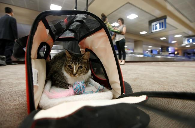 New rules could bump emotional-support animals from planes | iNFOnews.ca