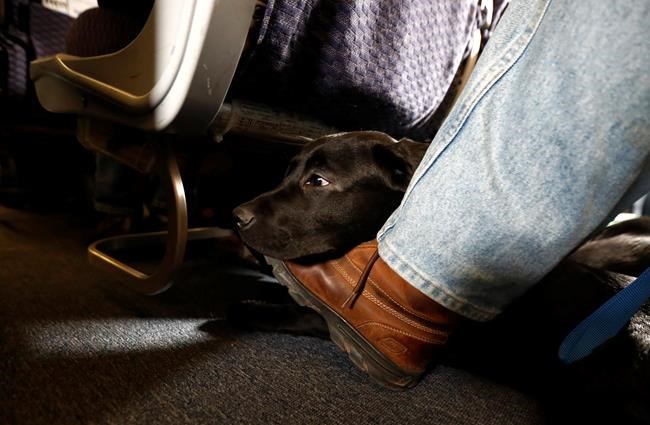 United joins Delta in tightening rules for comfort animals | iNFOnews.ca